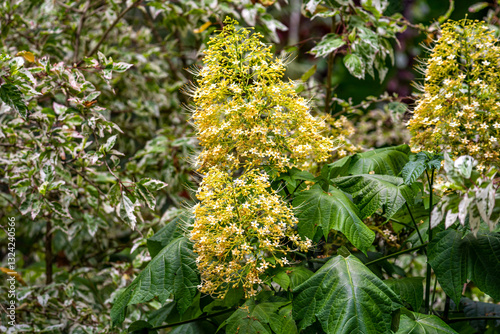 Close-up of yellow Clerodendrum paniculatum (pagoda flower), Hawaii Tropical Botanical Garden photo