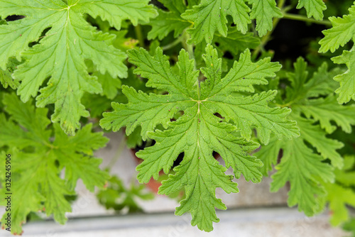 Closeup of fresh citronella leaf, with scent and properties to repel insects and mosquito.