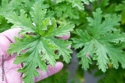 Hand holding fresh citronella leaf,. Citronella plant contain scent and properties to repel insects and mosquito.