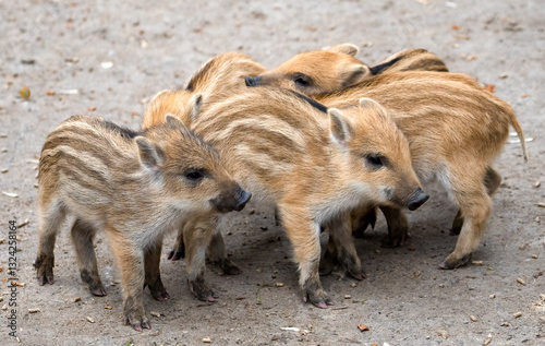Eine Gruppe junger Wildschweine steht zusammen