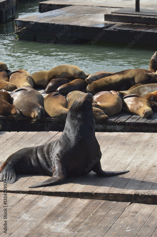 Fototapeta premium Lion de mer sur la jetée de San Francisco prenant un bain de soleil