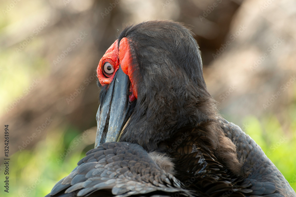 Bucorve du Sud, Grand calao terrestre, Bucorvus leadbeateri, Southern Ground Hornbill Bucorve du Sud, Grand calao terrestre, Bucorvus leadbeateri, Southern Ground Hornbill