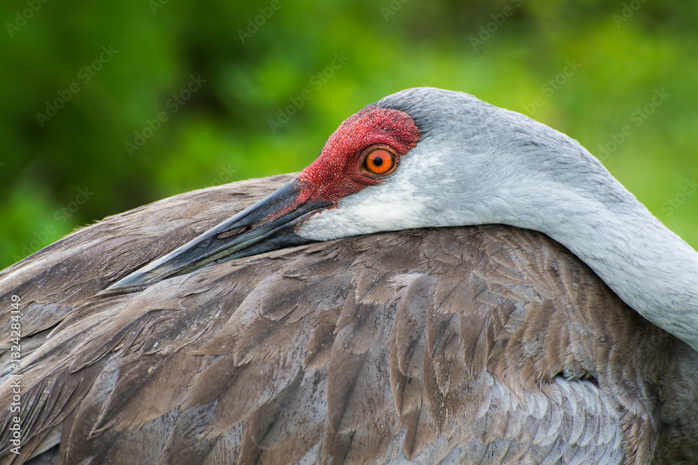 Fototapeta premium Sandhill crane, with head on back
