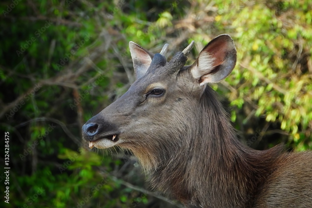 Young Sambar Deer Close up Profile Lush Green Foliage Background Wildlife Nature Young Sambar Deer Close up Profile Lush Green Foliage Background Wildlife Nature