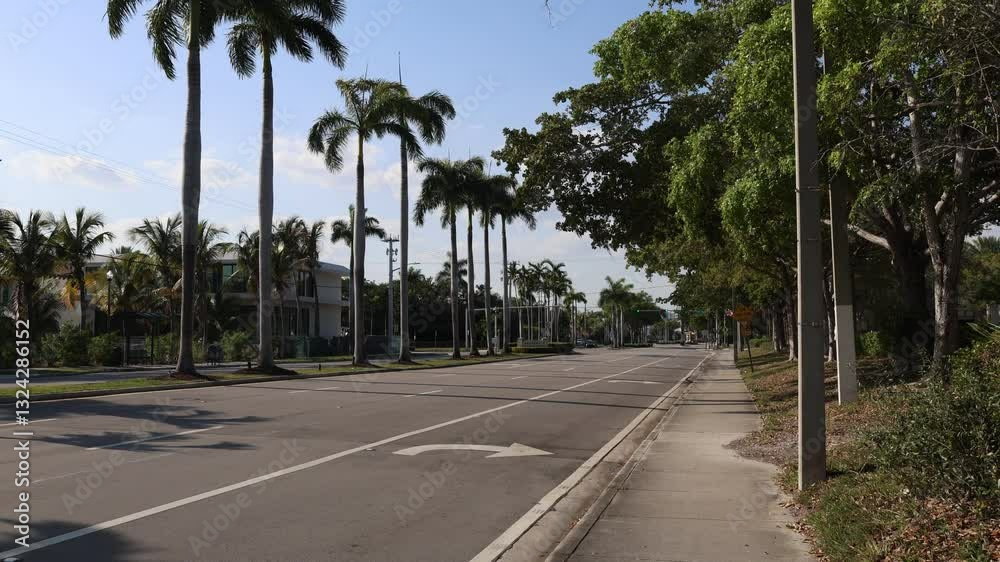 palm trees on the road