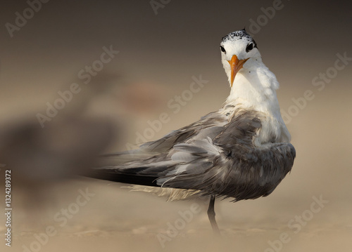 Lesser Crested Tern preening at tubli, Bahrain