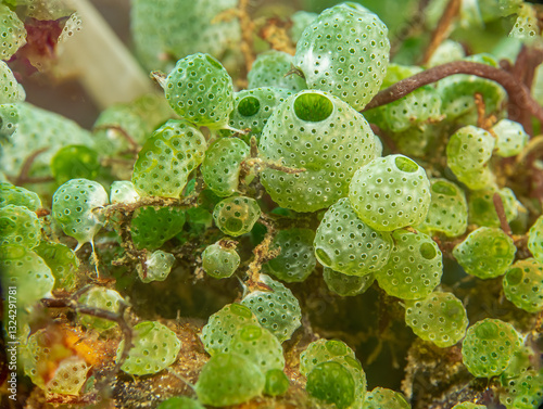 Green sea squirts ascidian at a tropical coral reef in Puerto Galera, the Philippines photo