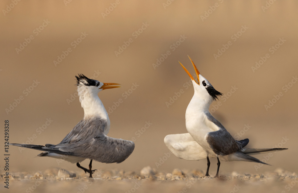 Fototapeta premium Lesser Crested Tern courtship dance, Bahrain