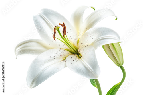 Elegant white lily blooms gracefully under soft natural light in a serene indoor setting isolated on transparent background