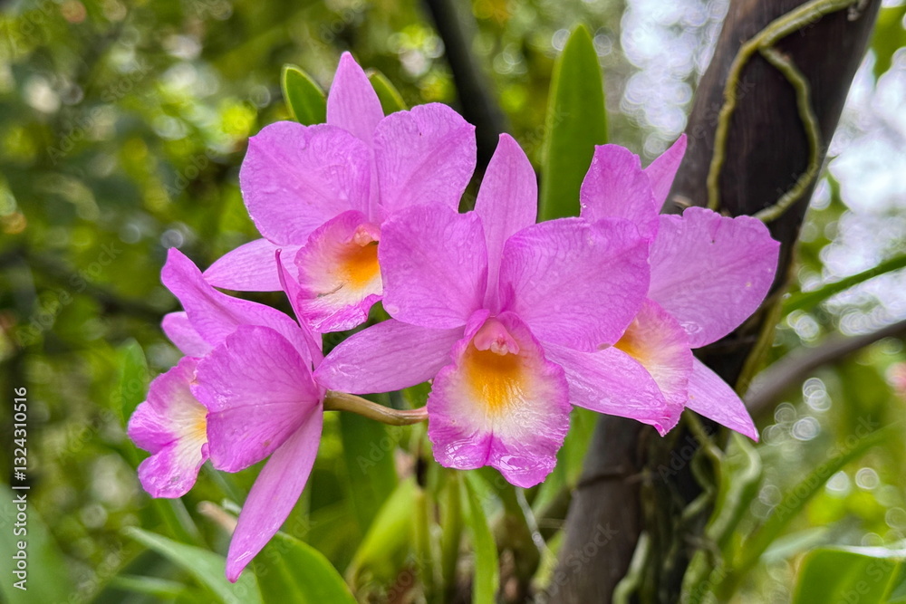 Beautiful and colorful bamboo orchids blooming in the botanic gardens