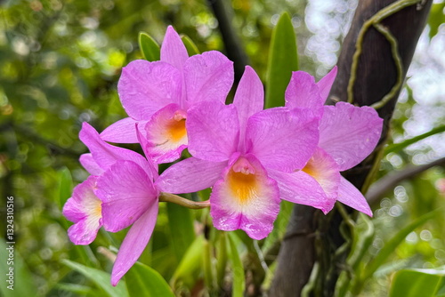Obraz na płótnie Beautiful and colorful bamboo orchids blooming in the botanic gardens w salonie