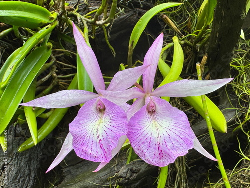 Beautiful and colorful brassocattleya orchids blooming in the botanic garden