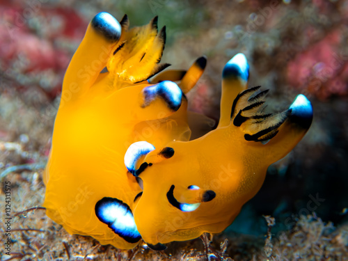 Fotografie Thecacera pacifica (Pikachu nudibranch)