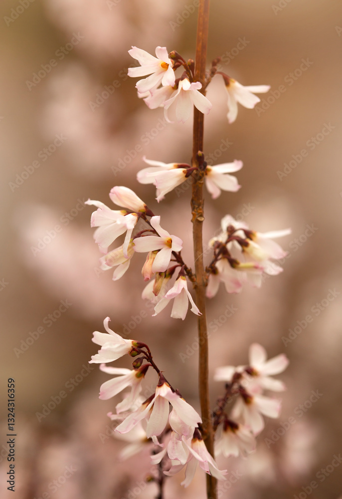 Krzew ozdobny. Abeliofylum koreańskie - biała forsycja (abeliophyllum distichum).