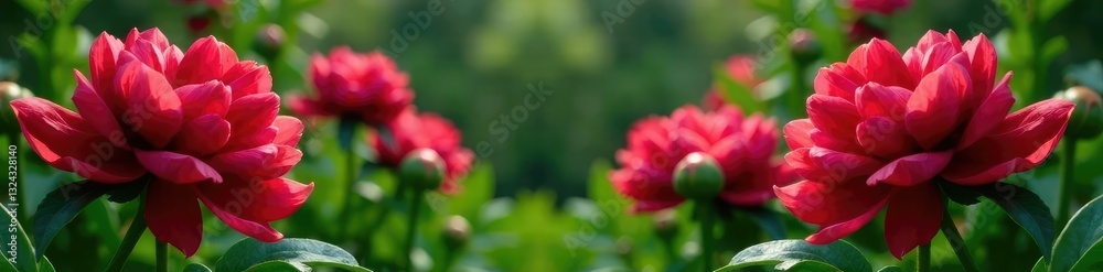Red peonies in full bloom with lush green leaves, flower, foliage Red peonies in full bloom with lush green leaves, flower, foliage