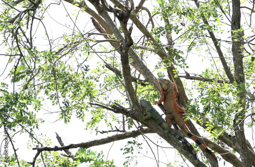 Orange male Iguana is perched on branch above, raising his wattles to make it look bigger than it actually is, impress female green iguana perched on branch below. Iguana iguana to courting each other