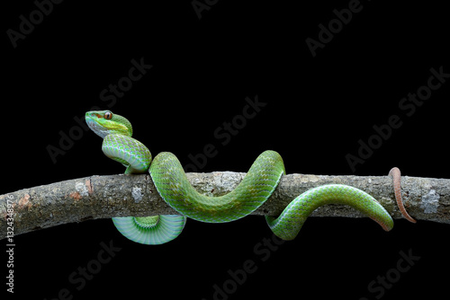 Lesser Sunda pit viper (Trimeresurus insularis) in black background
