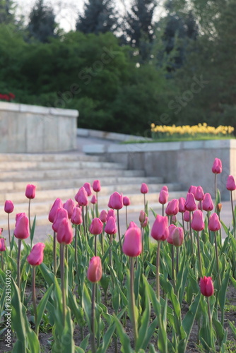 tulips in the park