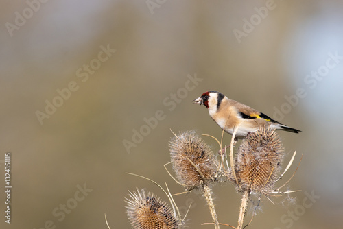 фотографія Seedy three