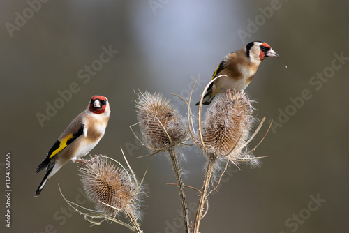 Spikey pair