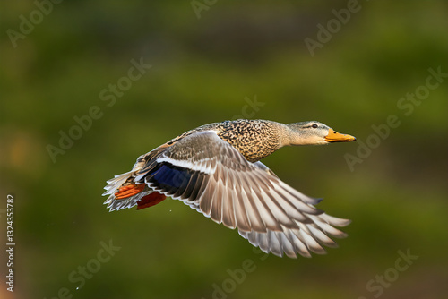 mallard duck in flying in air