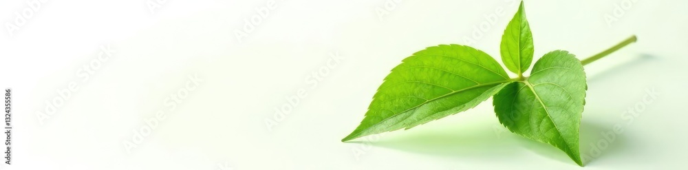 Fototapeta premium Delicate green leaf isolated on white background, single bloom, plant, solo bloom