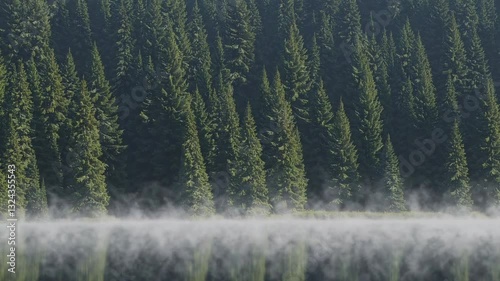 The Serene Evergreen Forest