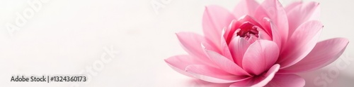 Delicate flower petals unfolding on white background, blossom, garden, closeup