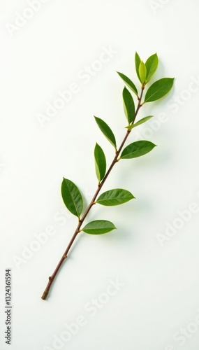 Long branch on white background with soft focus and shading, nature, clean, branch