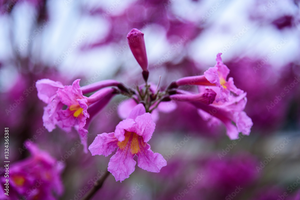Obraz premium The Tabebuia impetiginosa in full bloom in spring. 