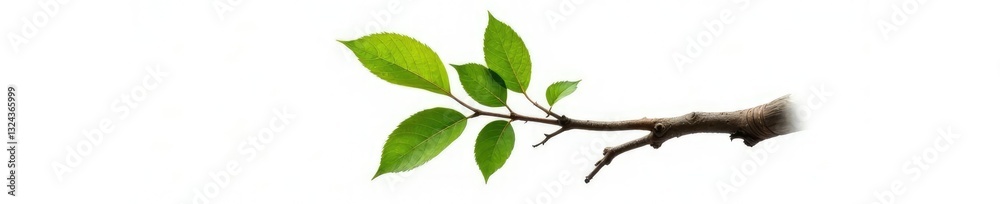 Fototapeta premium Single isolated branch with a unique shape on white background, foliage, wood grain, tree branch