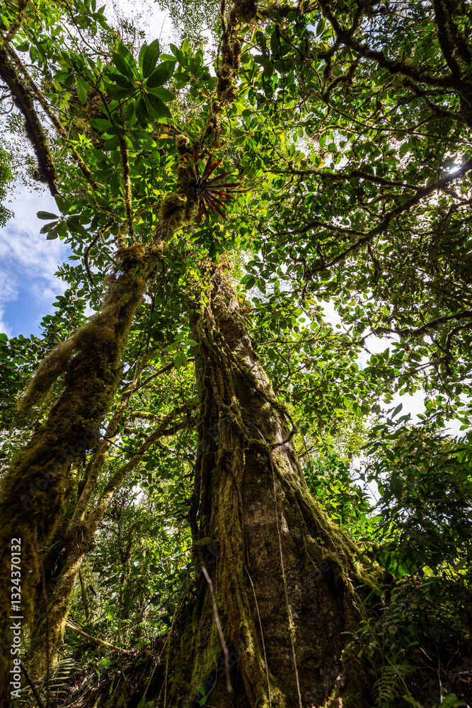 Fototapeta premium Large trees in the jungle