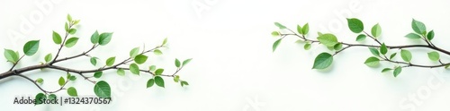 Varying branches on white background with some foliage, green, photography, elegant
