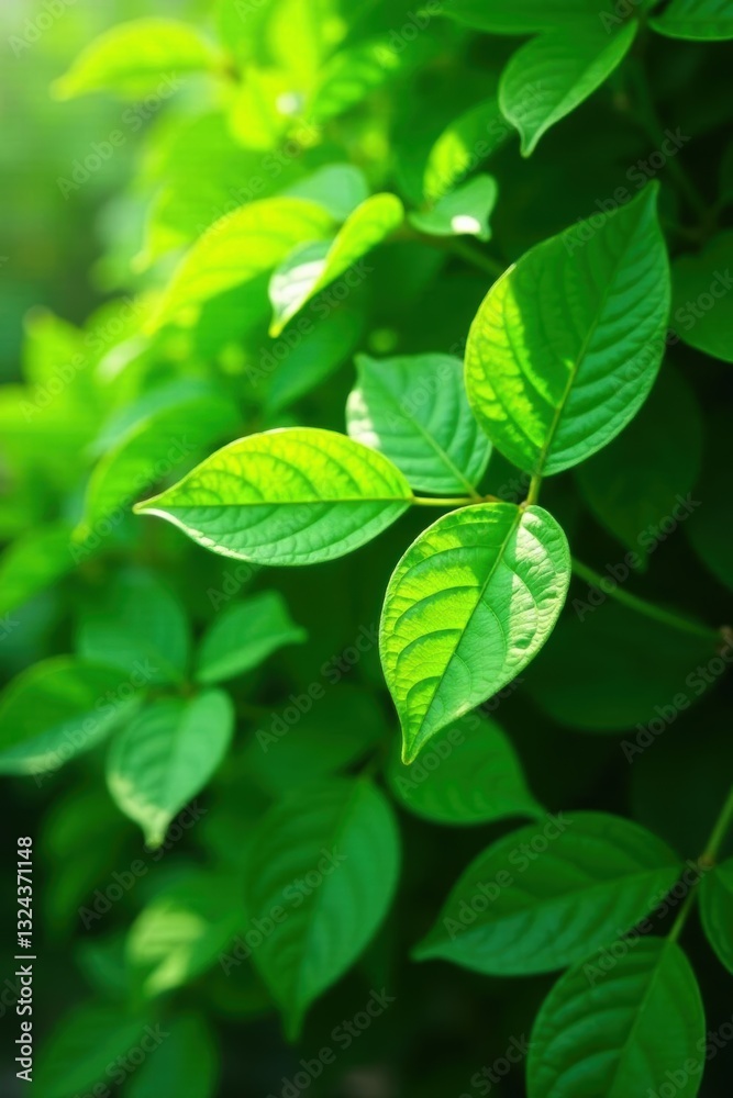 Lush green leaves, vibrant texture, sunlight dappled, vivid, stock Lush green leaves, vibrant texture, sunlight dappled, vivid, stock