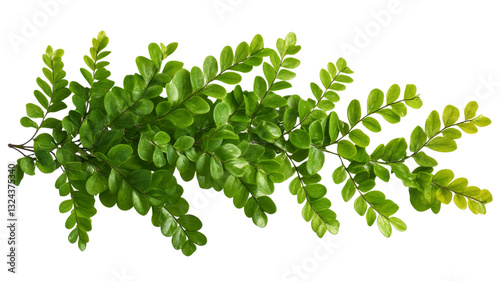 Zamia furfuracea cardboard palm branch showing lush green leaves on transparent background photo