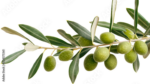 Wallpaper Mural Olive branch with green olives and leaves on transparent background Torontodigital.ca