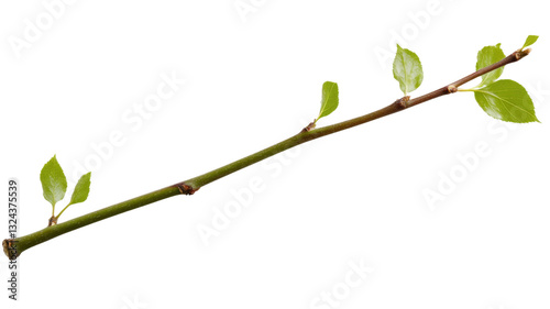 Young twig growing new spring leaves on transparent background
