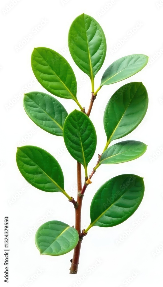 Eucalyptus leaves with aromatic scent isolated on white, trees, detail, leaves Eucalyptus leaves with aromatic scent isolated on white, trees, detail, leaves