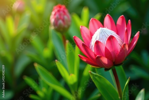 Bright pink protea flower blooms in a lush garden, bright pink, protea, flowers