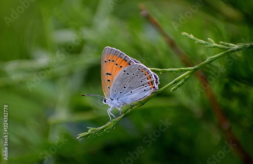 Lycaena dispar
