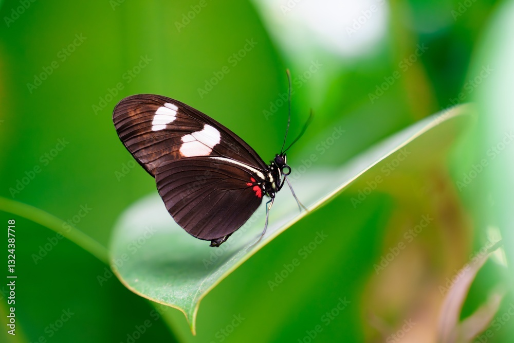 A graceful postman butterfly with black and white wings trimmed in red rests on a giant leaf. The postman butterfly is known for its black and white wings with red accents. A graceful postman butterfly with black and white wings trimmed in red rests on a giant leaf. The postman butterfly is known for its black and white wings with red accents.