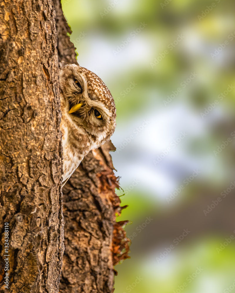 Fototapeta premium A Spotted Owl