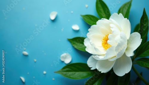 Fototapeta Naklejka Na Ścianę i Meble -  Delicate white peonies on a lush blue background with greenery, petals, nature