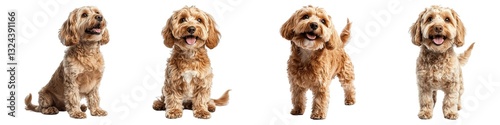 Happy and Playful Cockapoo Dogs Posing with Cute Expressions and Fluffy Coats on Transparent Background
