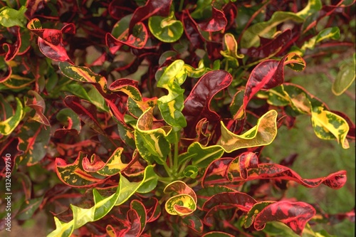 Codiaeum variegatum var. pictum - Croton
 photo