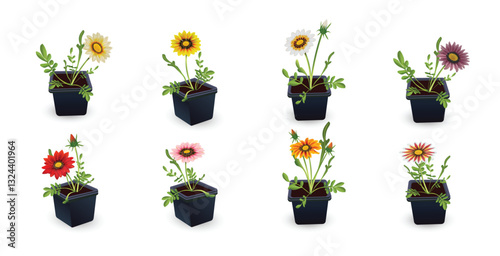 Gazania flowers (Treasure Flower or African Chamomile) in black plastic pots set isolated on white background. Flower seedlings collection for planting in the garden on a flower bed or for sale.