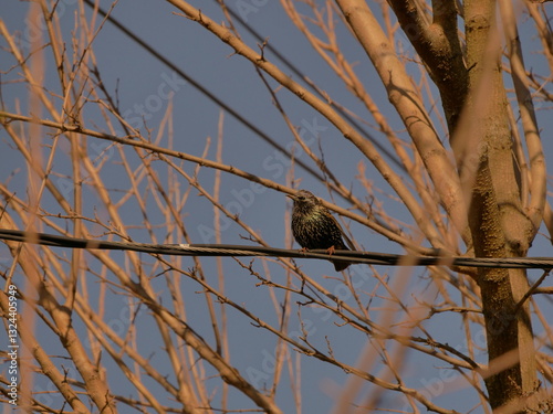 Black Bird in the tree