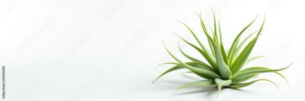 Fototapeta premium Single air plant isolated on white background, modern, air plant