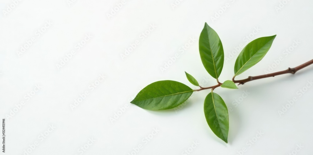 Single branch with delicate leaves on pure white surface, nature, minimalist, branch Single branch with delicate leaves on pure white surface, nature, minimalist, branch