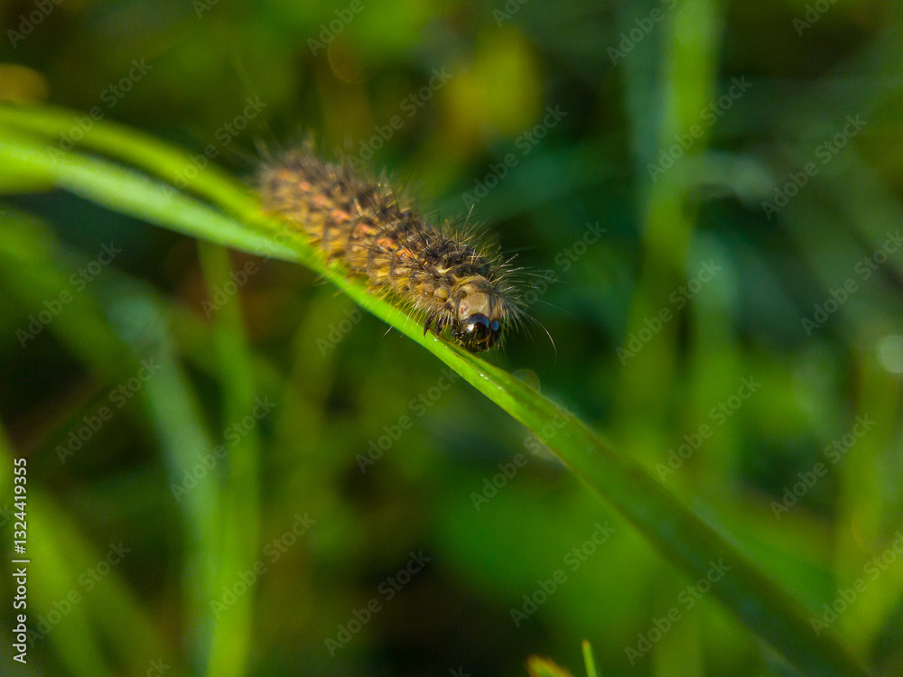 Fototapeta premium Hairy Caterpillar on Green Grass Blade